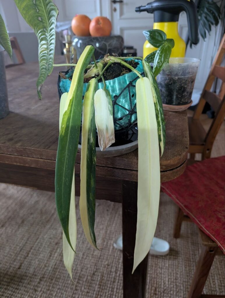 UPDATE: My Giant Variegated Anthurium pallidiflorum Continues to Amaze (and Mystery White Leaves!) UPDATE: My Giant Variegated Anthurium pallidiflorum Continues to Amaze (and Mystery White Leaves!)