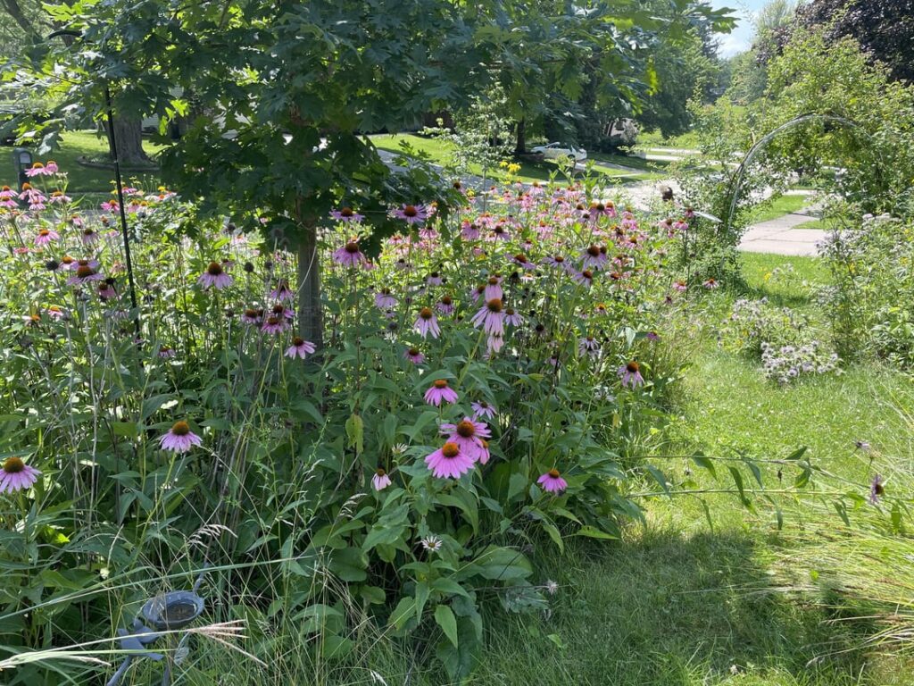 My front yard, IA 5B