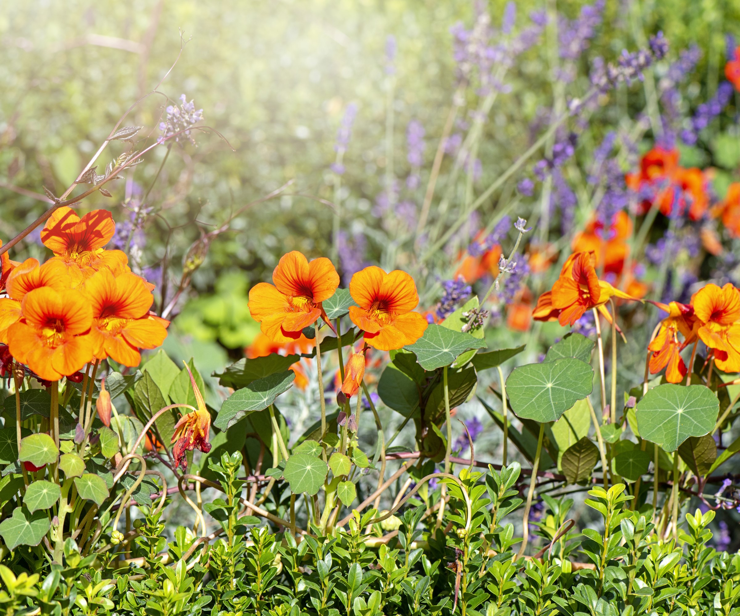 Edible nasturtium flowers growing in a border