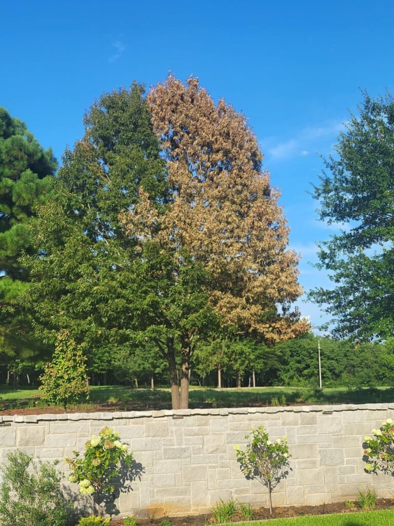 Can this tree be saved?