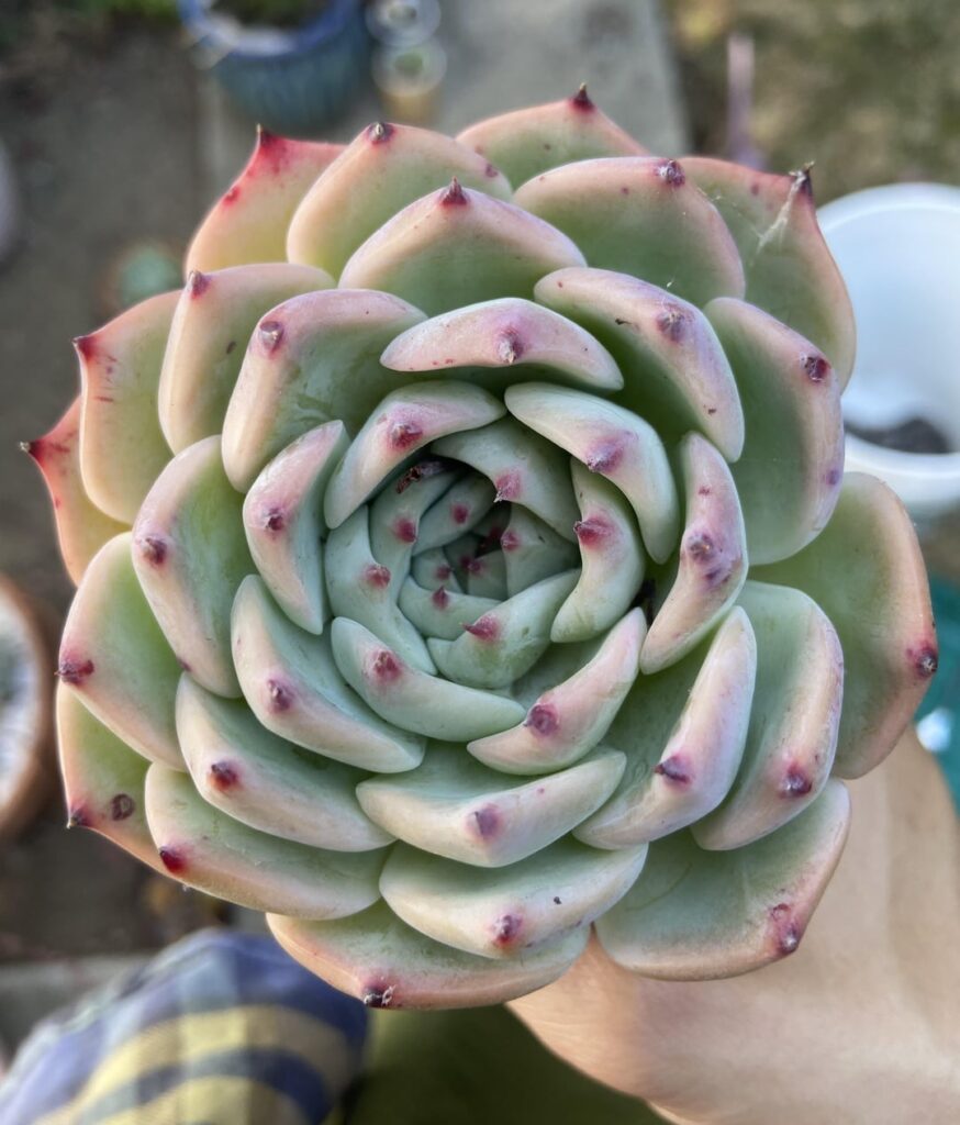 ID help needed