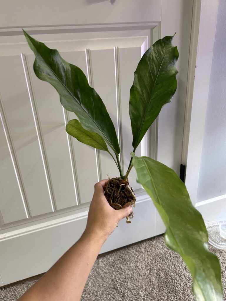 Help with anthurium ID