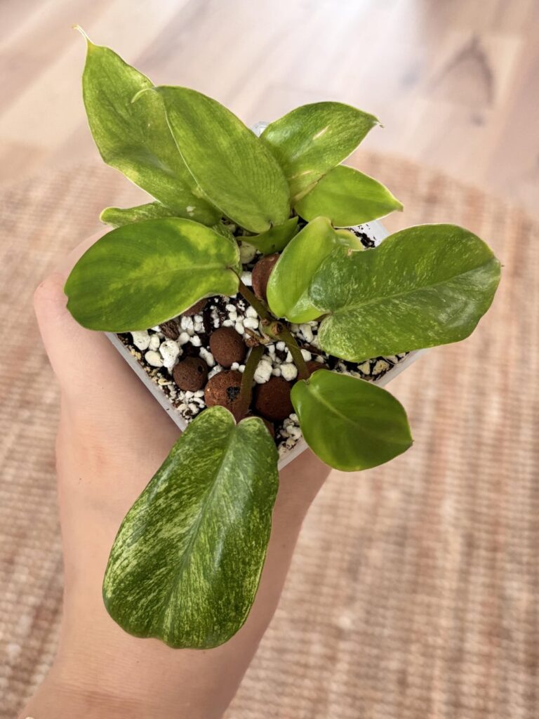 Is this Florida ghost mint? Is this Florida ghost mint?