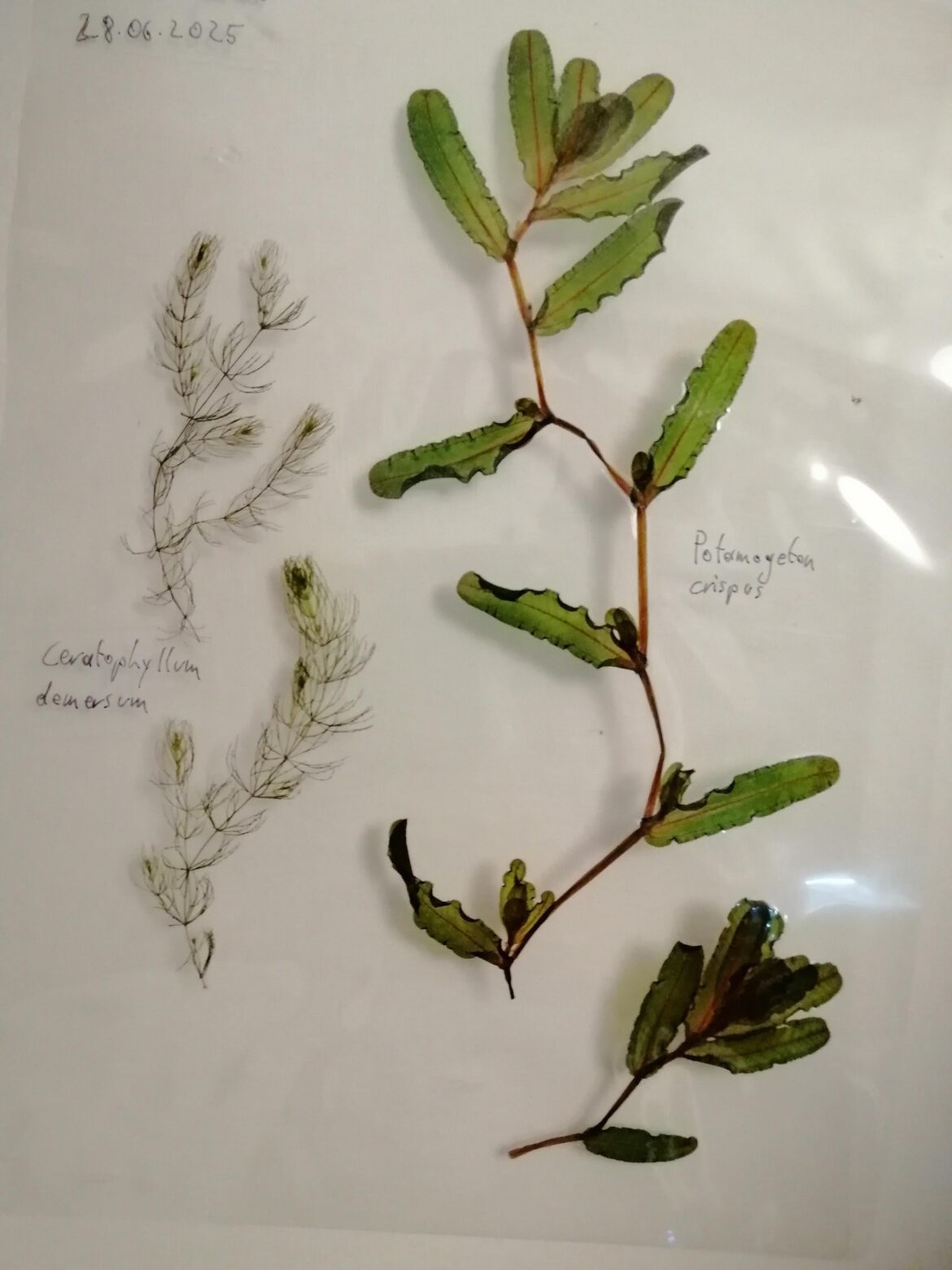 I laminated some freshwater macrophytes
