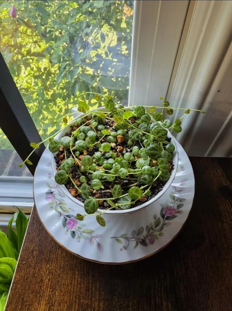 I heard we're showing off our strings in teacup planters!