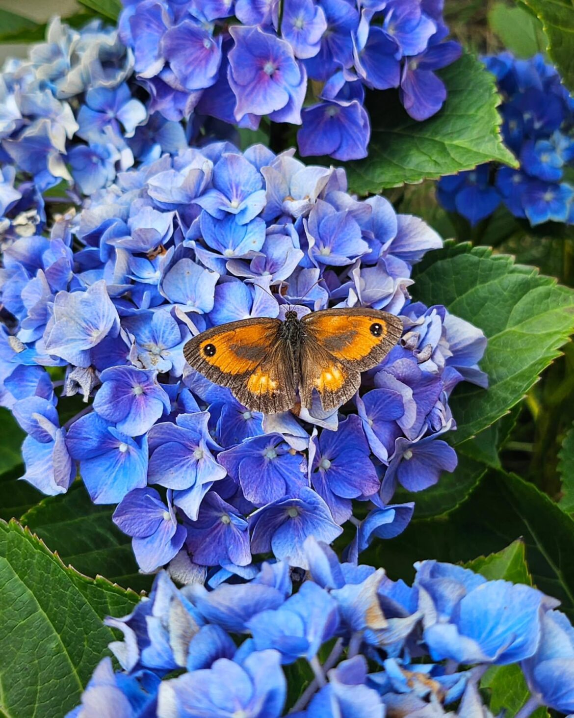 Turning pink hydrangeas into blue with a coffee trick.
