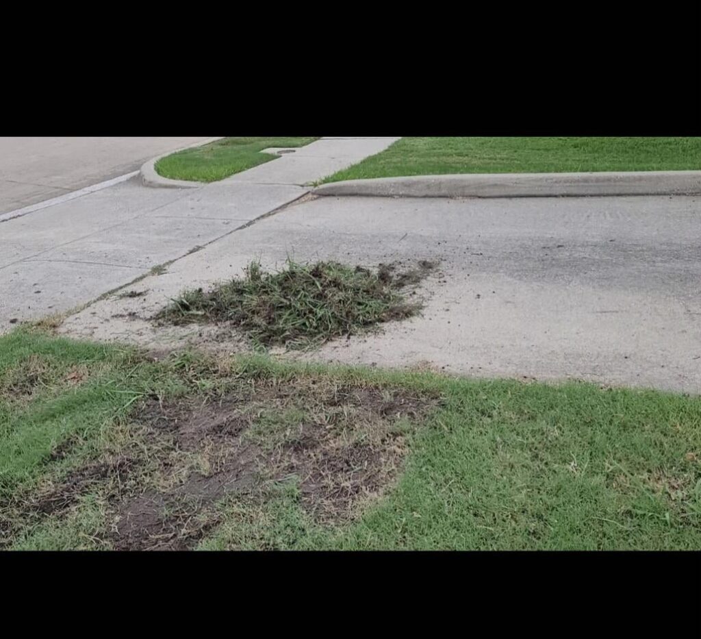 Me against crabgrass