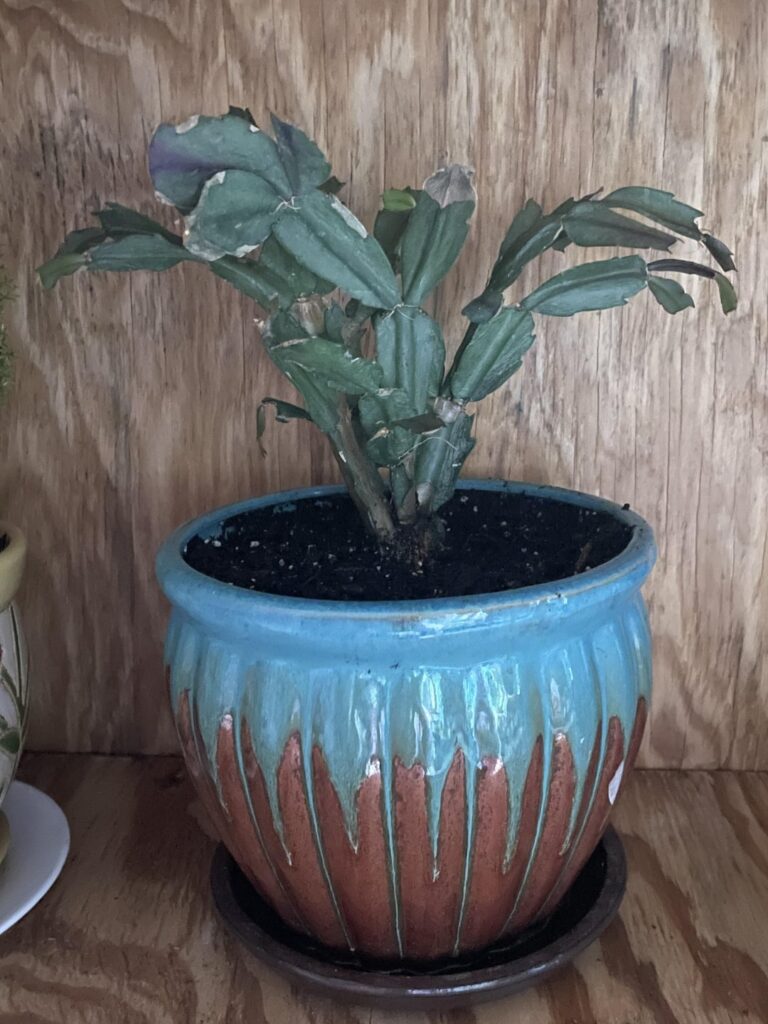 I rescued this one from a teacher on my last day of school. It’s been 2 months.