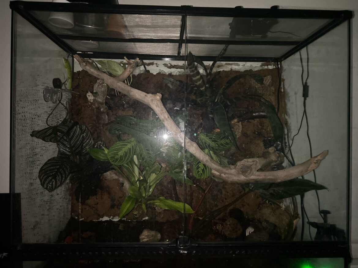 Best mister? Best mister?