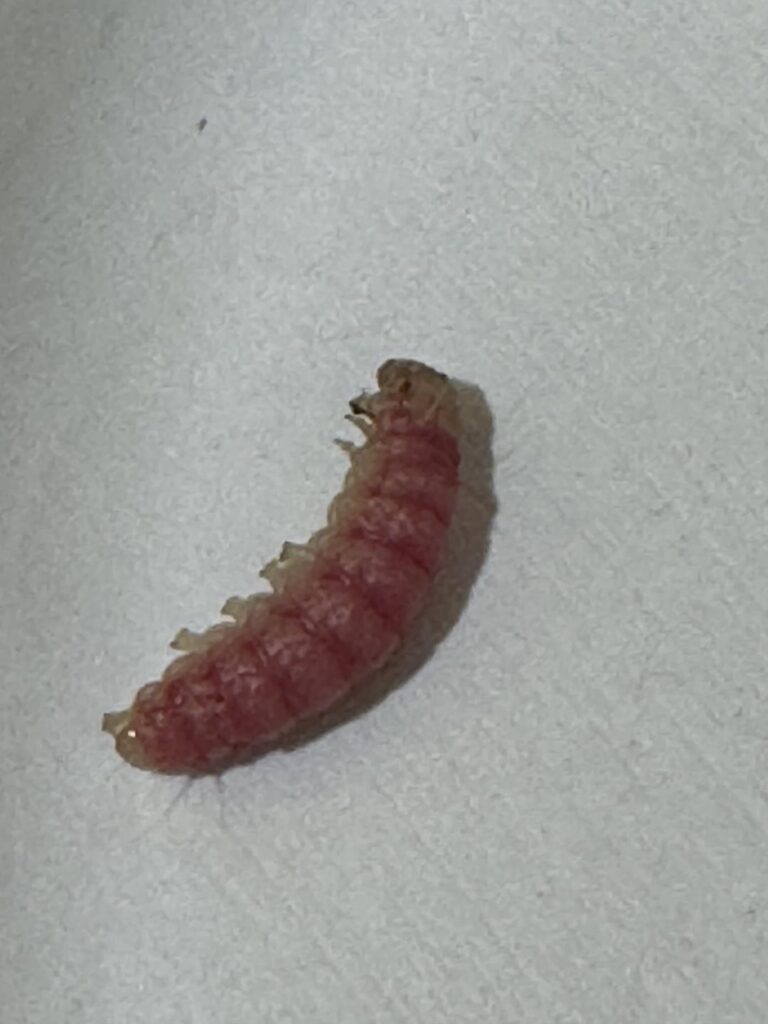 worm id