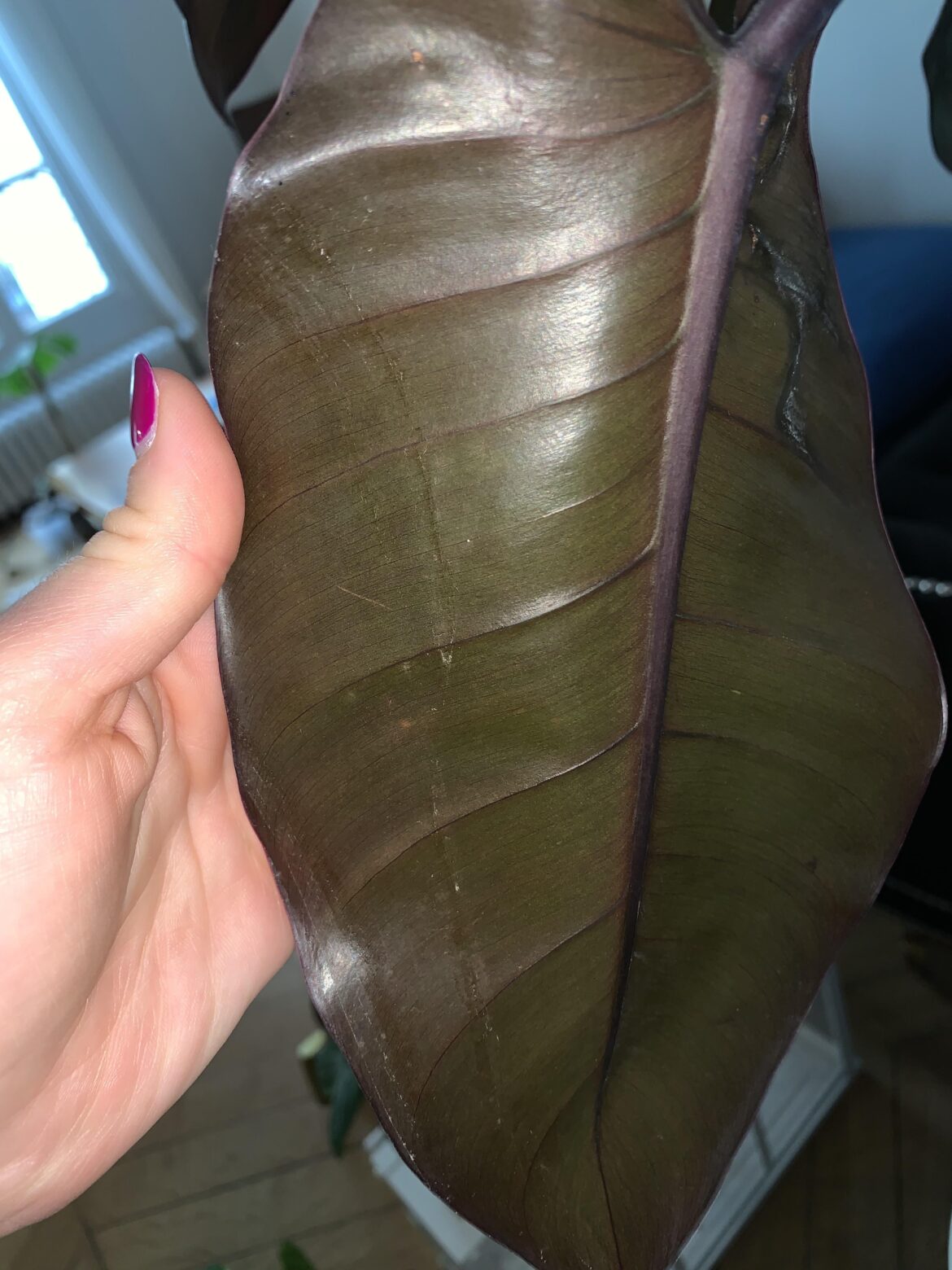 Thrips or just the leave and I’m paranoid ?