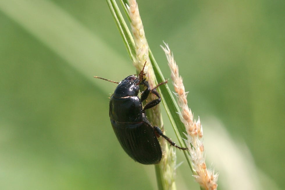 beneficial bugs ground beetle