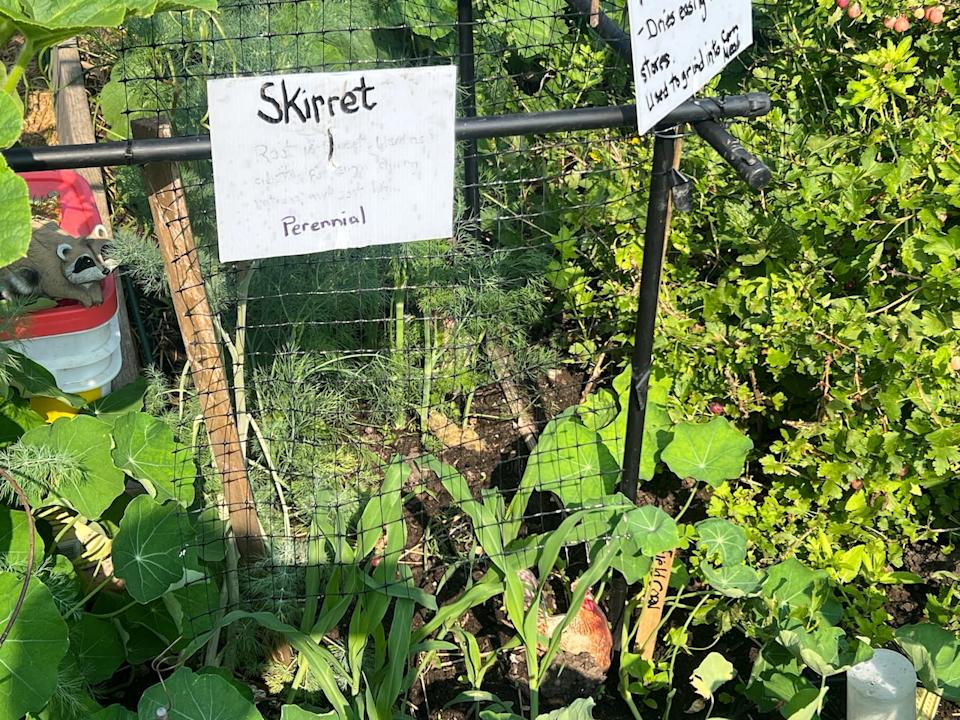 Skirret is similar to a carrot, but grows in large bunches and tastes much sweeter.