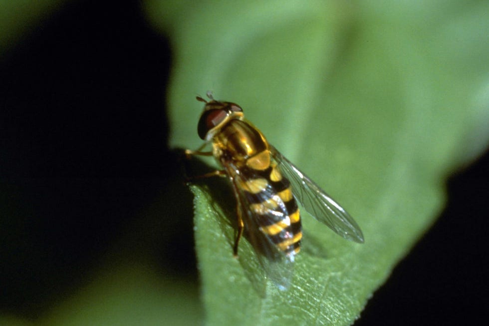 beneficial bugs syrphid fly