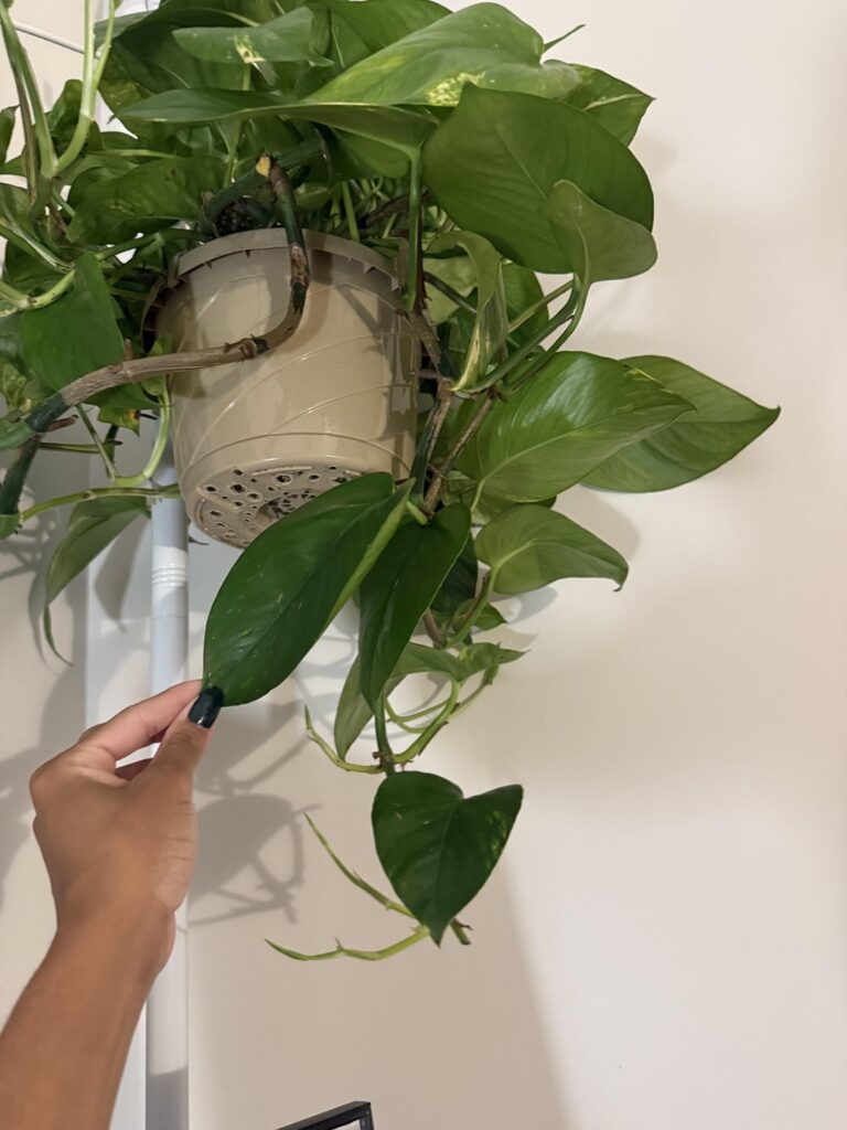 Big pothos putting out much smaller leaves