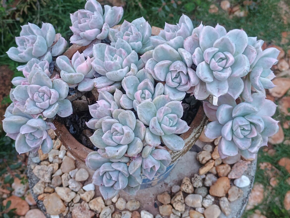 Echeveria albicans, variegated.
