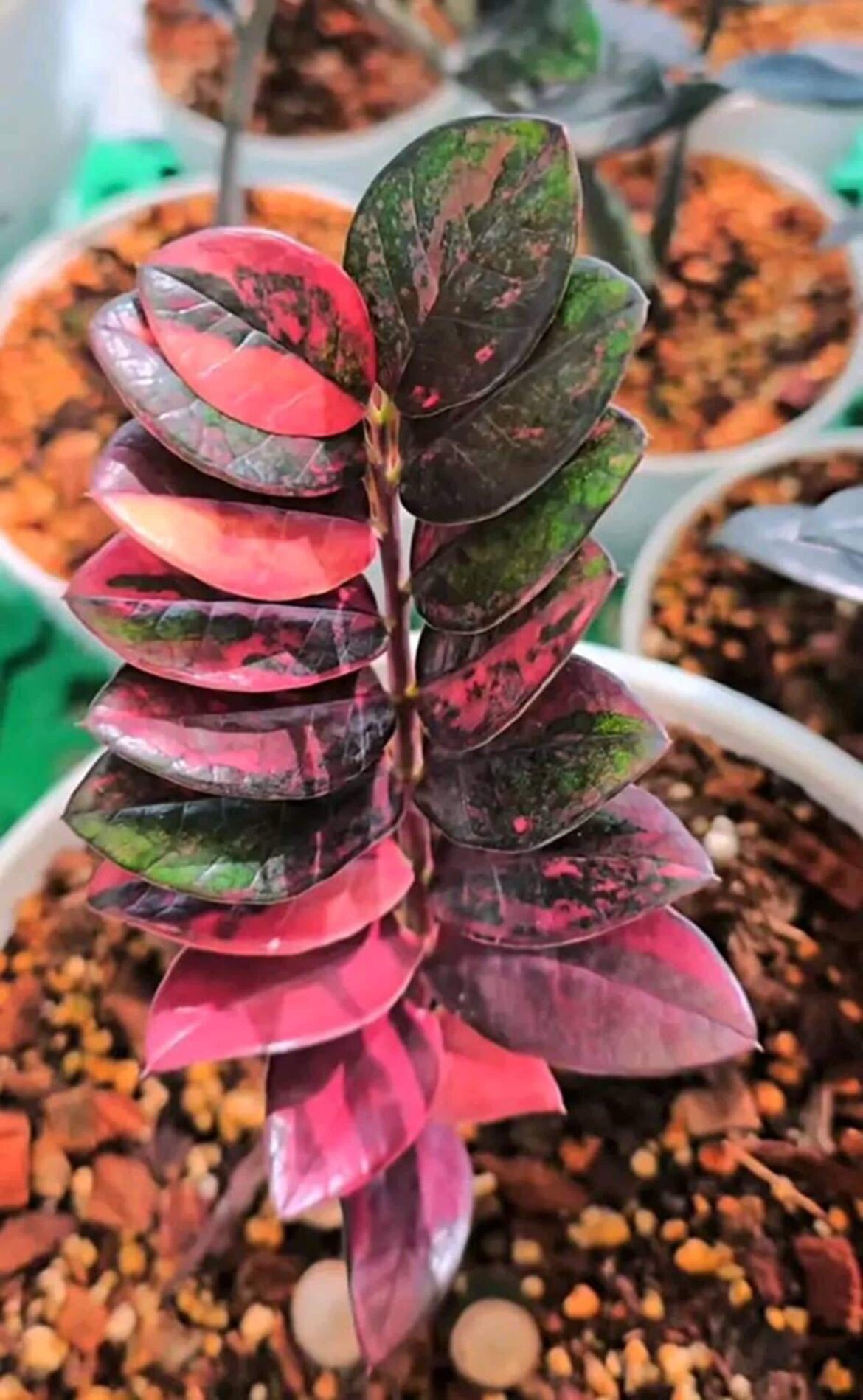 Pink Variegation on ZZ Plants? Pink Variegation on ZZ Plants?