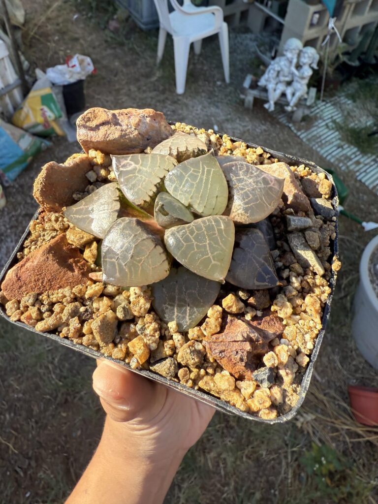 It’s fun to stage cultivar plants as if they’re in habitat lol