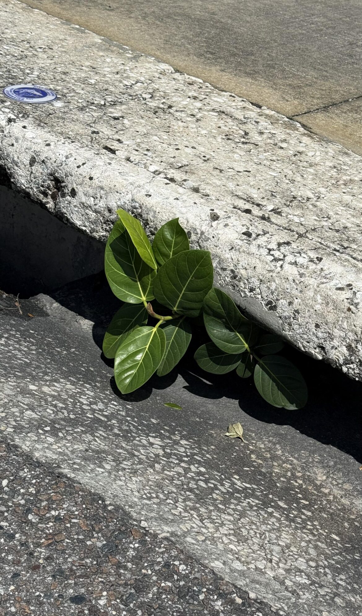 This Ficus is pissing me off
