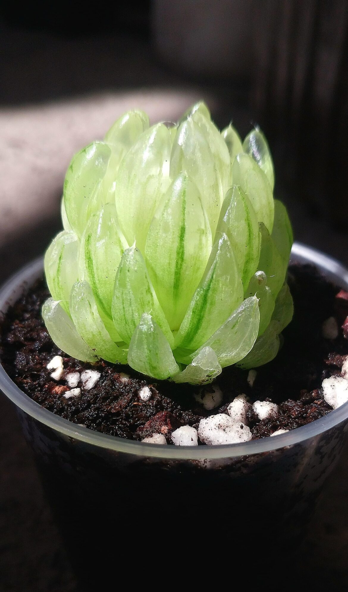 Does anyone know how this mutant Haworthia LED reproduces?