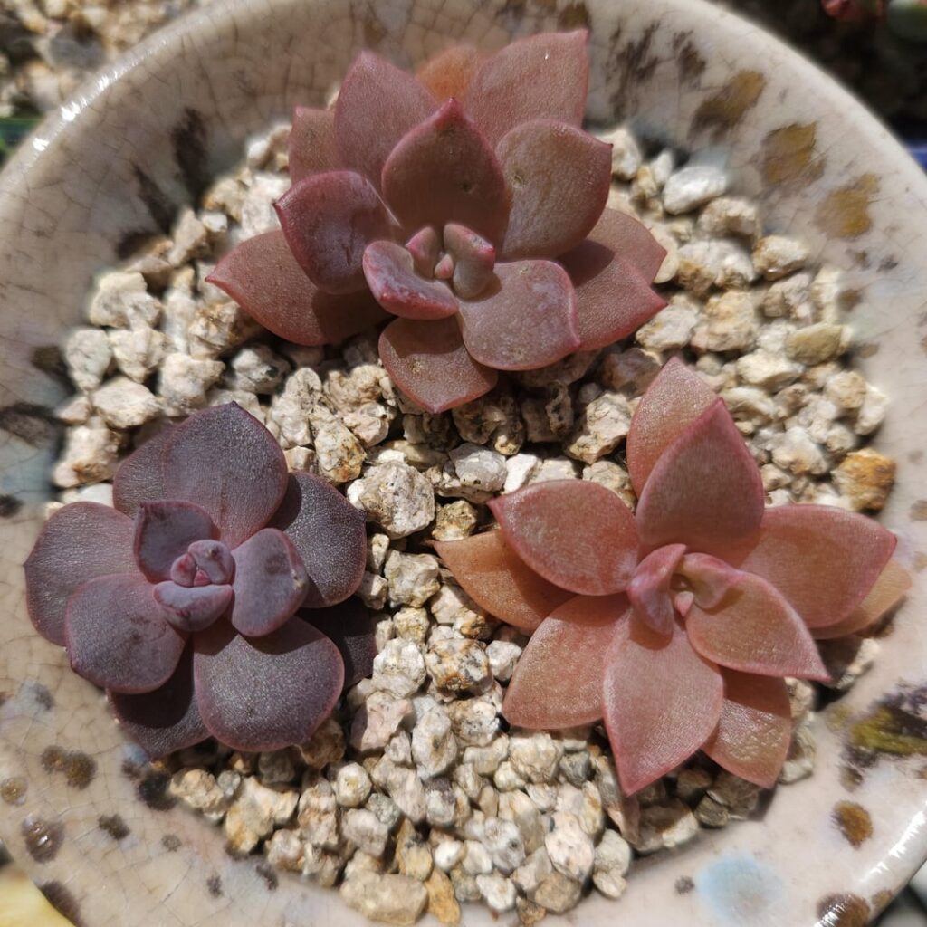 Echeveria westii [Echeveria westii Walther, 1972]