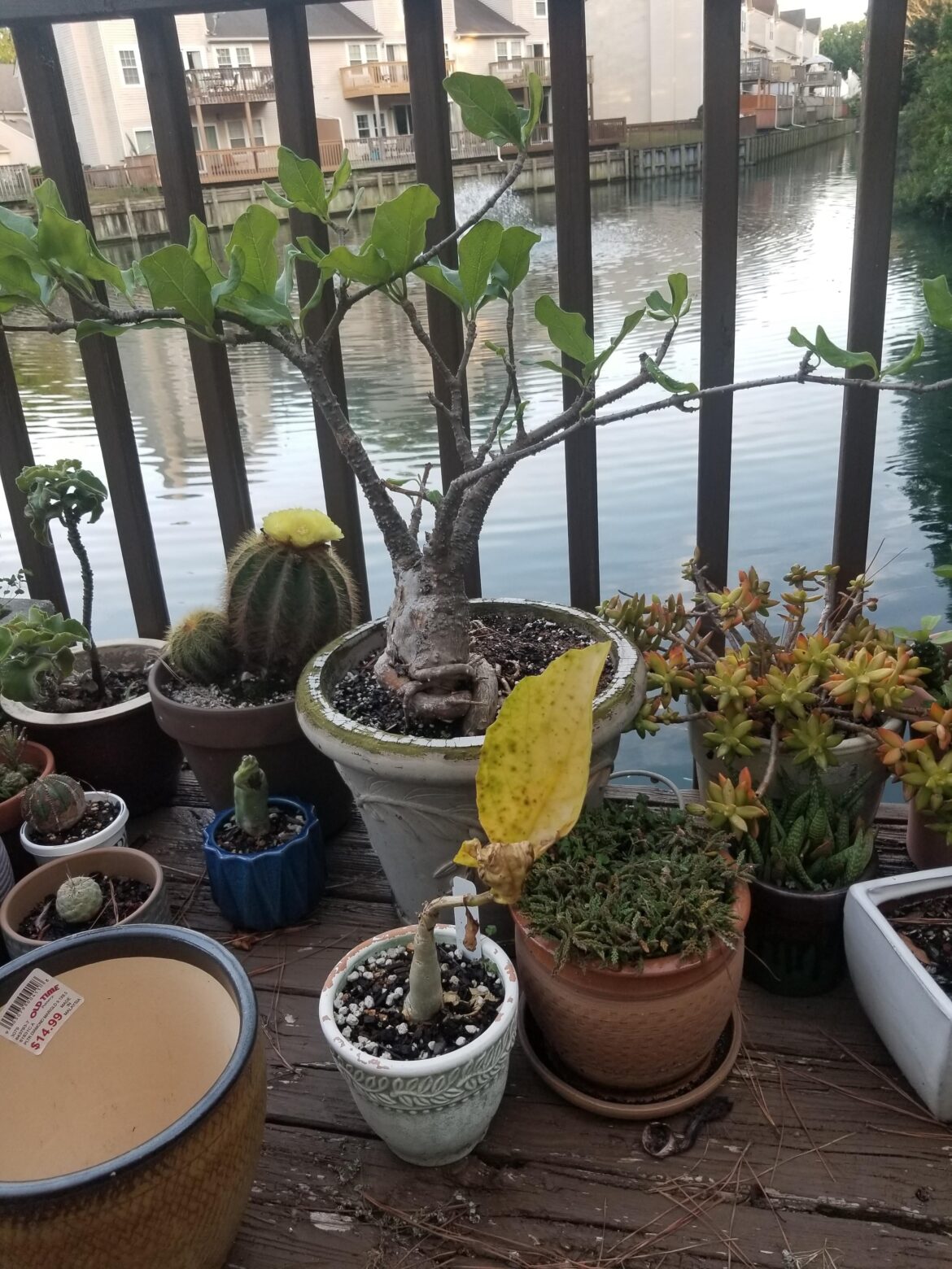 Ack! my Cyphostemma got too hot so its gone dormant. but the Ciberhiza Albersiana loves it