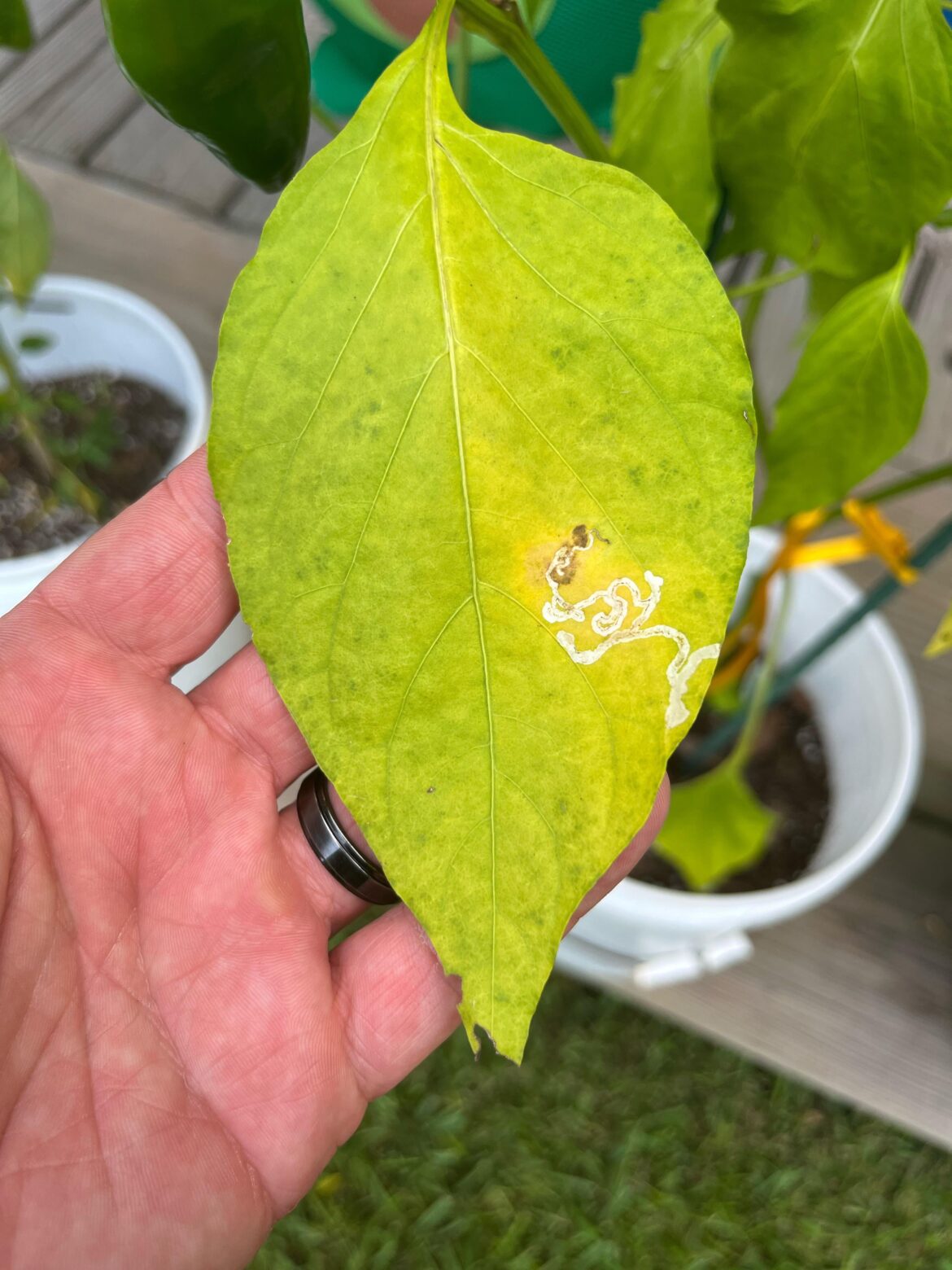 Help!  Diagnosis?