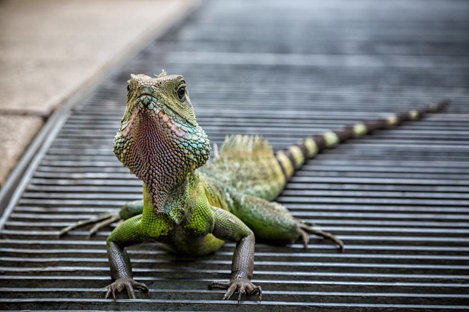 Water dragons were once residents of the glasshouse. (Getty Images/iStockphoto)