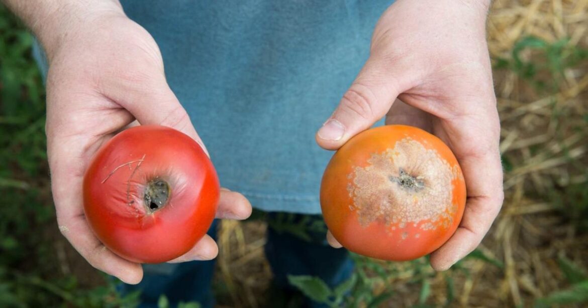 Master Gardener: Be on the lookout for late blight | Lifestyles