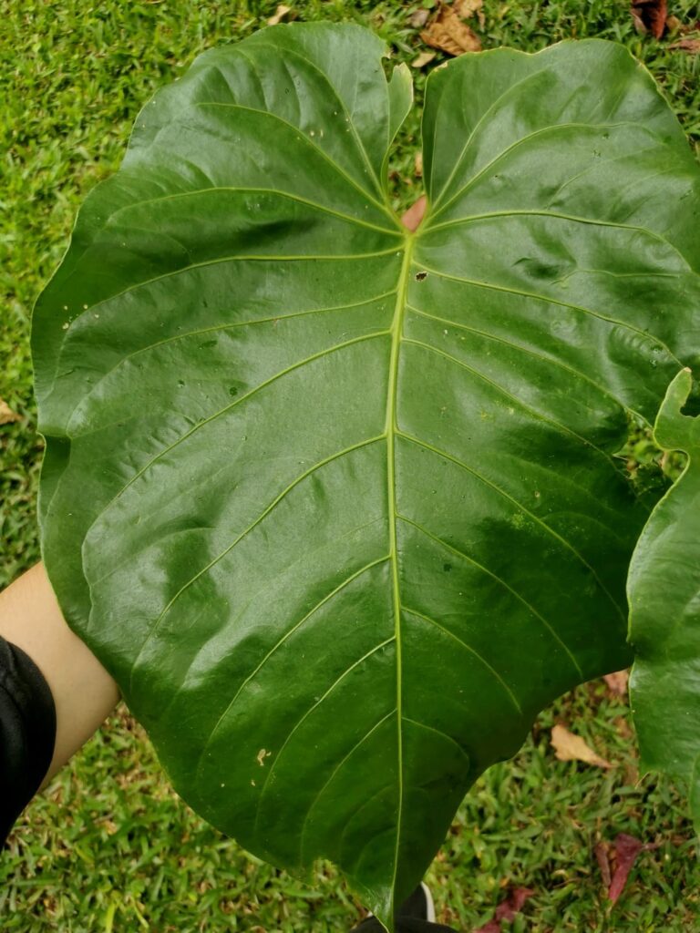 Unknown anthurium