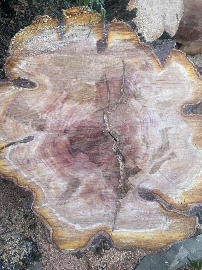 What can we tell about this tree? What can we tell about this tree?