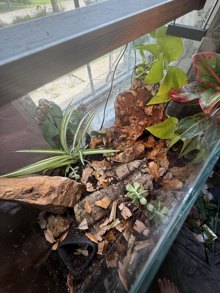 First full vivarium! First full vivarium!
