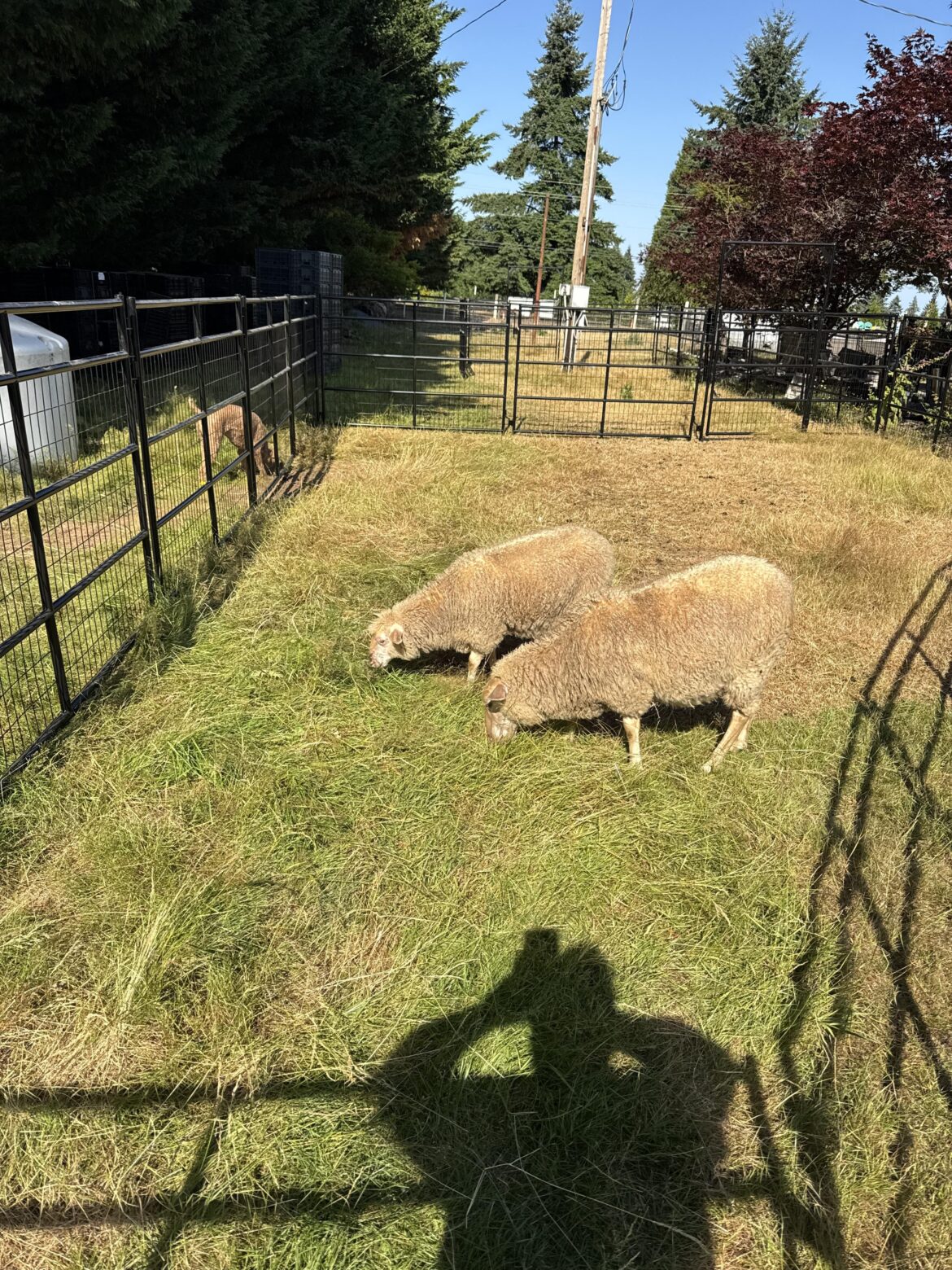 If you have to have grass, use an eco lawnmower.