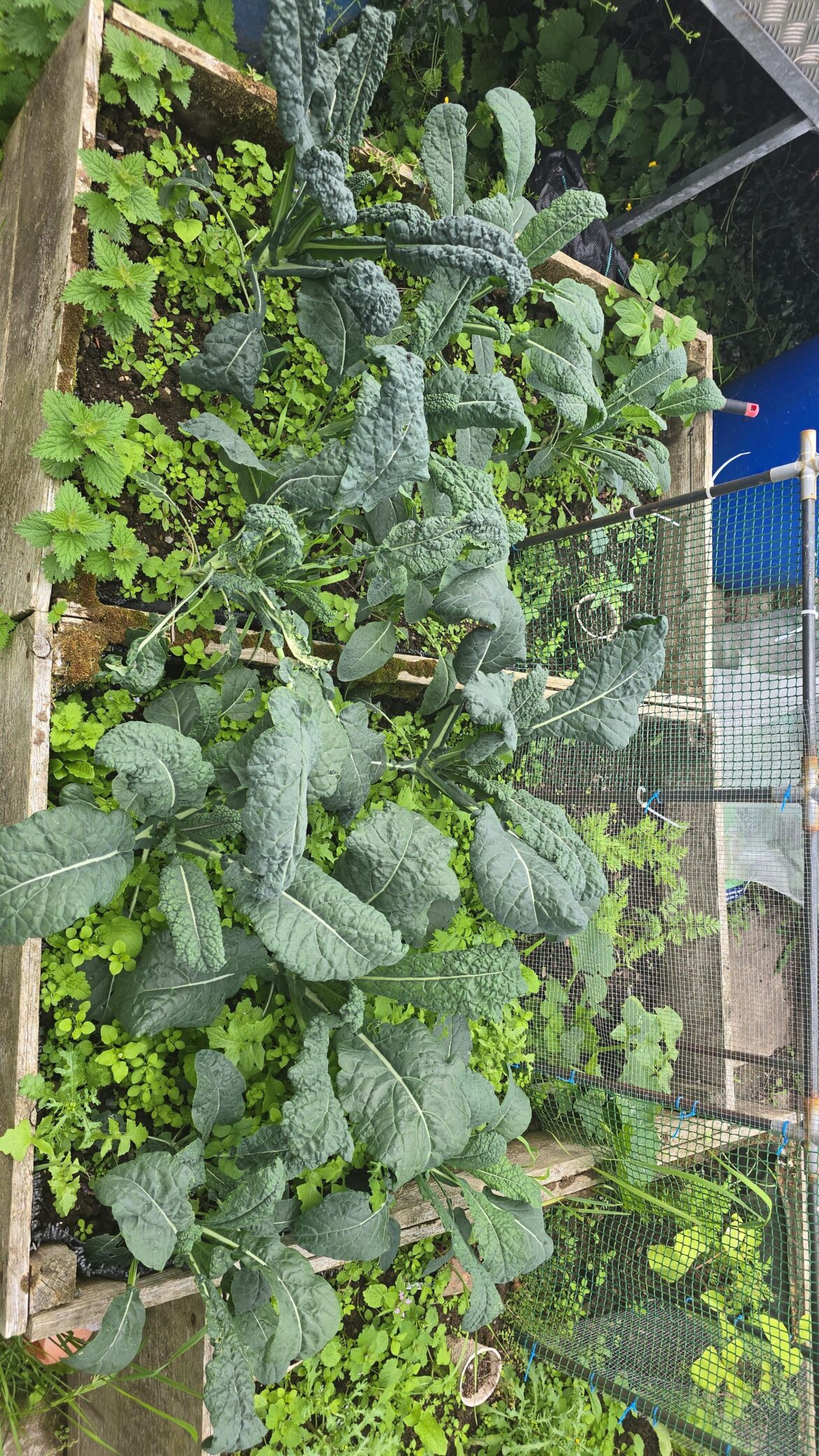 Is my kale ready to pull