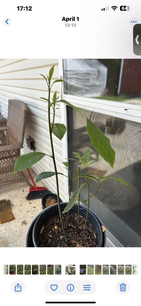 Avocado seeds just took off