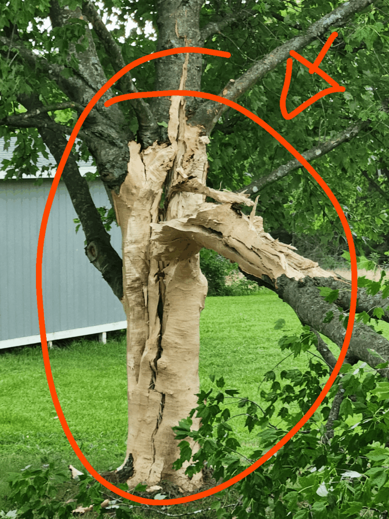 Will my tree survive this lightning strike?