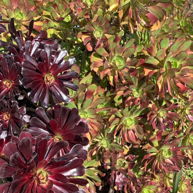 Black rose aeonium (A. 'Zwartkop') and tree aeonium (A. arborescens)....