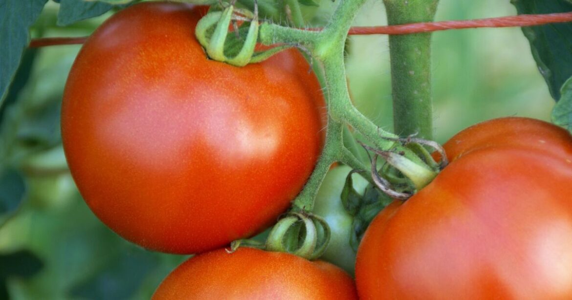 Tomatoes will grow bigger if fed natural garden waste ingredient Monty Don loves Tomatoes will grow bigger if fed natural garden waste ingredient Monty Don loves