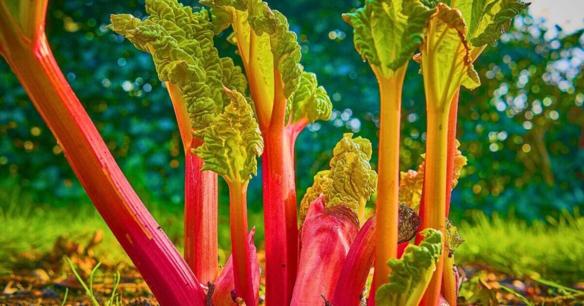 Rhubarb will grow bigger stalks next year if gardeners skip 1 common job in July Rhubarb will grow bigger stalks next year if gardeners skip 1 common job in July