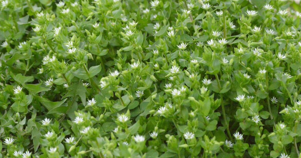 Gardeners urged to pull up 8 plants that are actually weeds