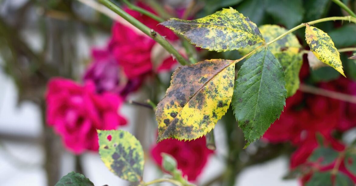 How to protect roses from black spot disease with 1 key flower