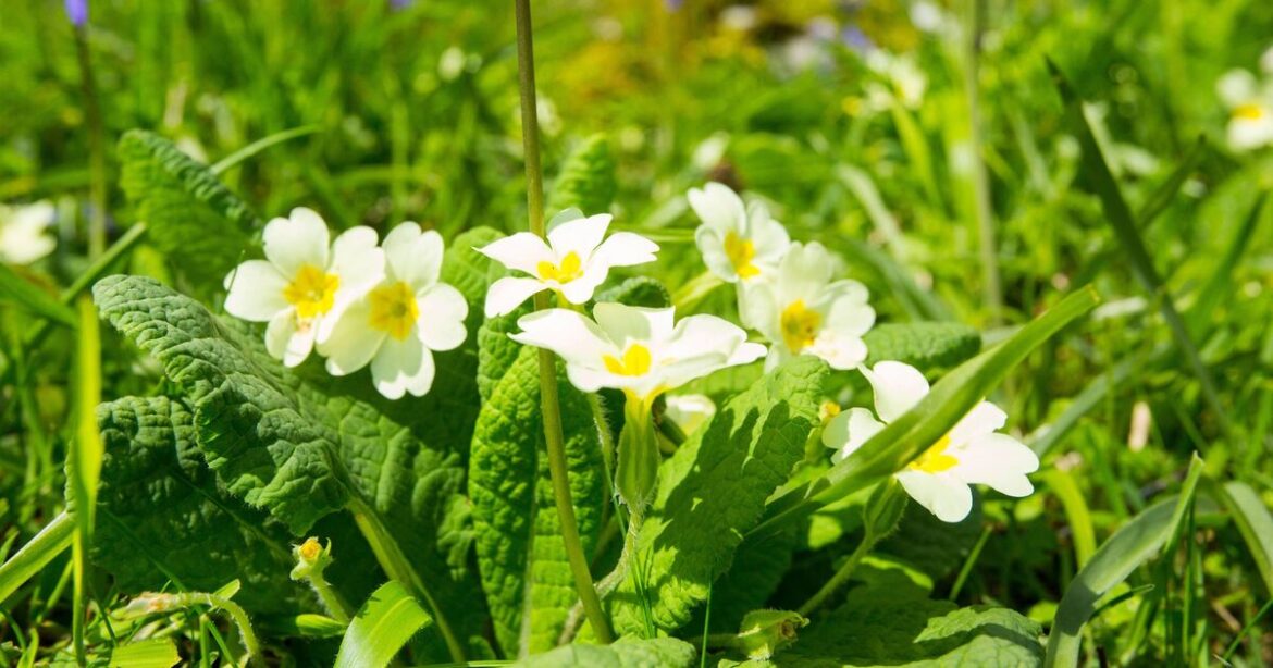 Alan Titchmarsh names 5 flowers to plant in July that are ‘impossible to kill’ Alan Titchmarsh names 5 flowers to plant in July that are 'impossible to kill'