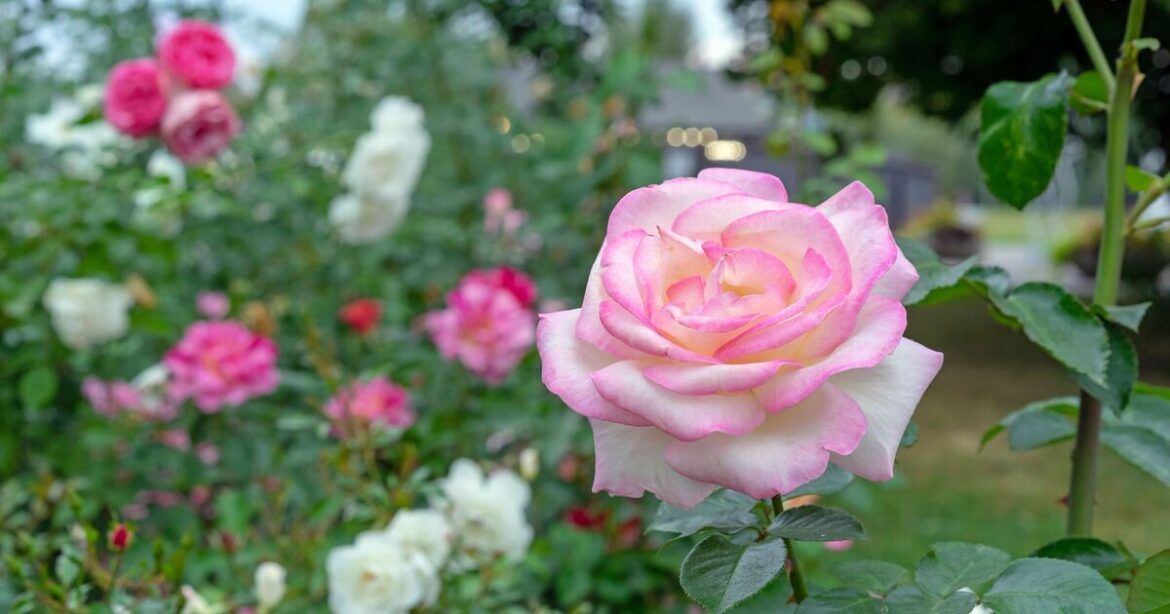 Gardeners must do 1 task when deadheading pretty roses Gardeners must do 1 task when deadheading pretty roses