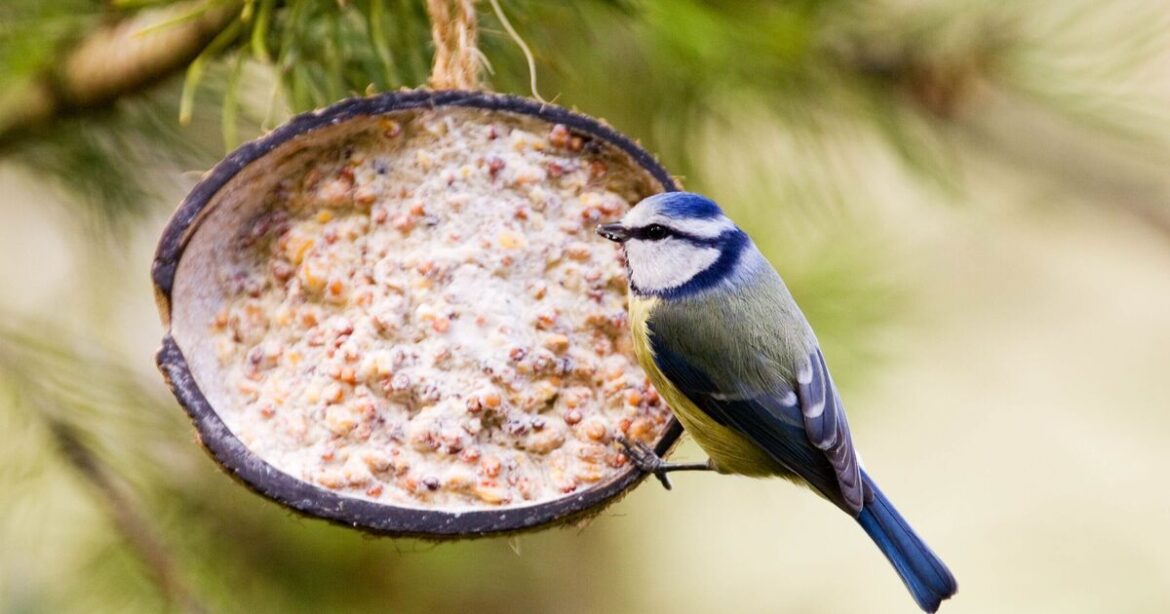 Gardeners told not to use bird feeders in gardens in July