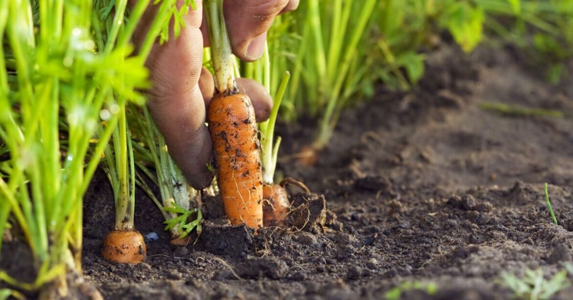 Gardeners looking to grow one vegetable should do it in July