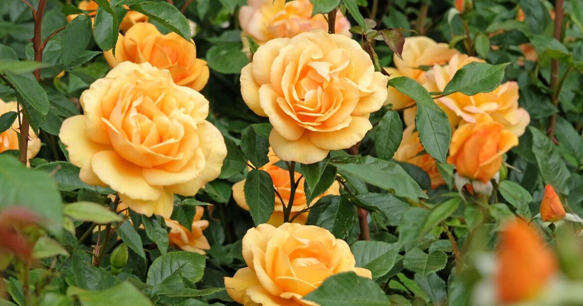 Garden roses will ‘bloom for longer’ when placed near 2 common plants
