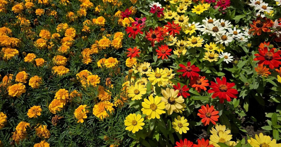 5 flowers that 'thrive on neglect' will fill your garden with colour