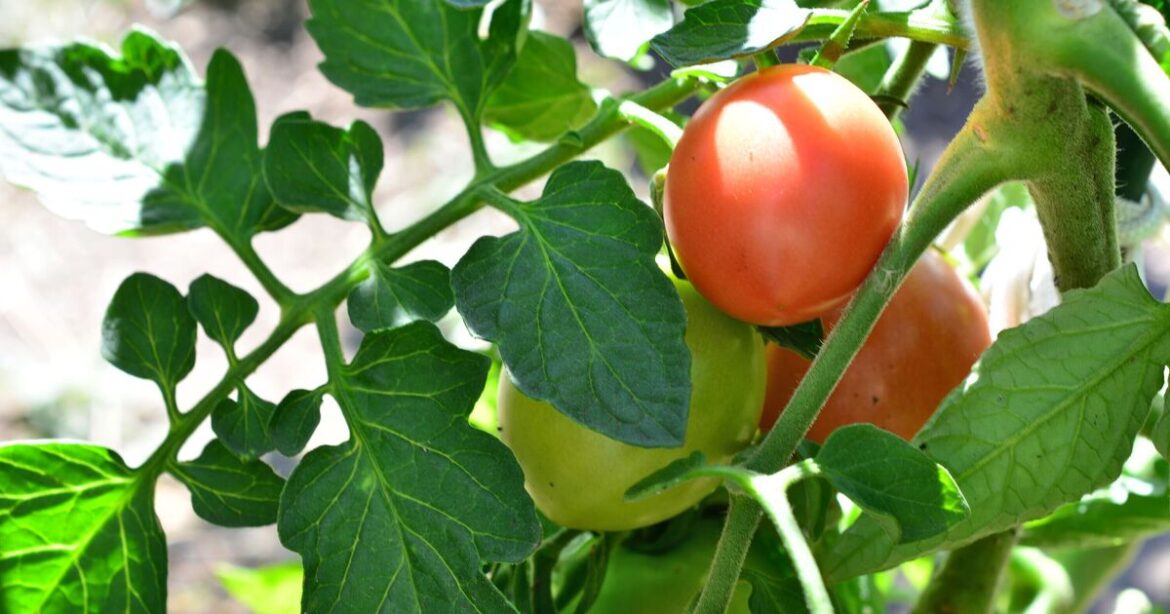 Flies will stop feeding on tomatoes if gardeners sow one plant next to them