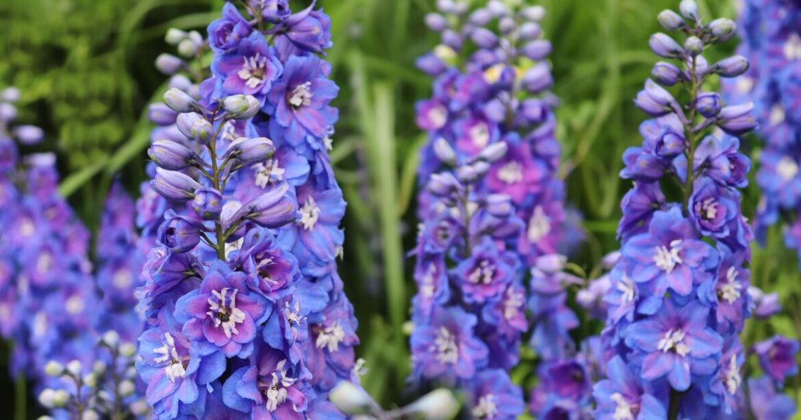 Gardeners with delphiniums should do 1 thing now for more flowers Gardeners with delphiniums should do 1 thing now for more flowers