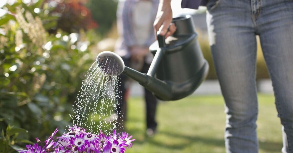 The biggest gardening mistake I see in summer The biggest gardening mistake I see in summer